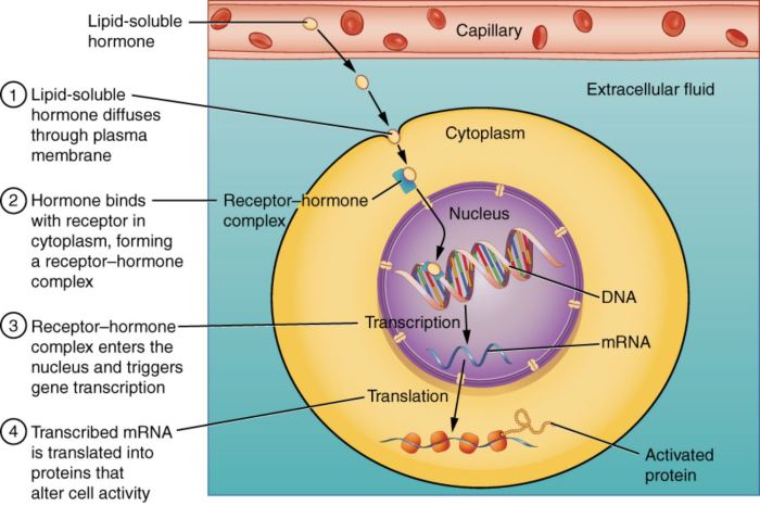 Is testosterone a steroid hormone